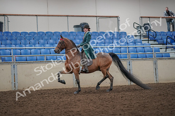 2019 Morgan Horse Show - Aug 30, 2019 - 27876