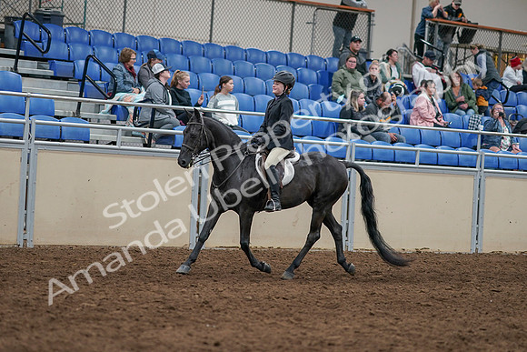 2020 - AB Morgan Horse - Sun, Sept 06 - 07768