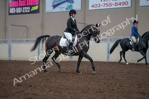 2019 Morgan Horse Show - Aug 30, 2019 - 18476