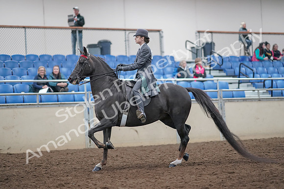 2019 Morgan Horse Show - Aug 31, 2019 - 09269