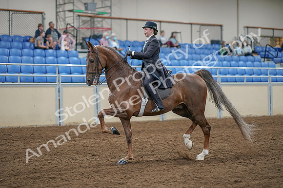 2020 - AB Morgan Horse - Fri, Sept 04 - 11097