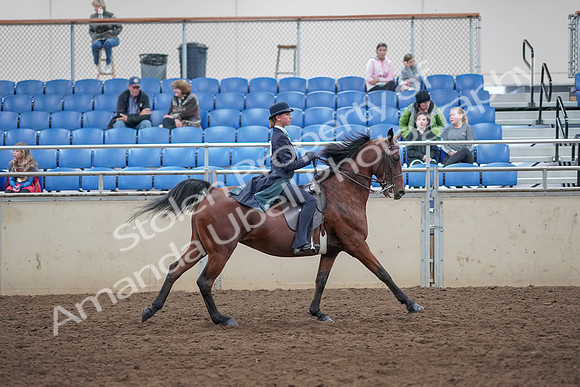 2019 Morgan Horse Show - Aug 31, 2019 - 09711