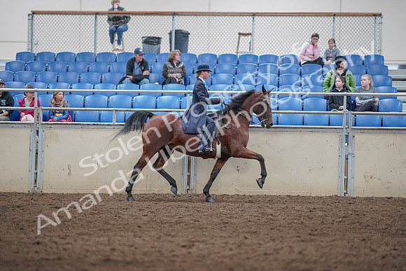 2019 Morgan Horse Show - Aug 31, 2019 - 09549