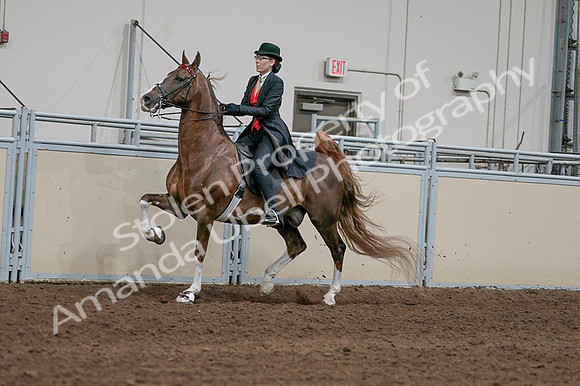 2020 - AB Morgan Horse - Fri, Sept 04 - 09724