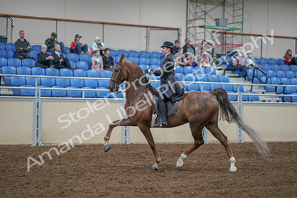 2020 - AB Morgan Horse - Fri, Sept 04 - 11304