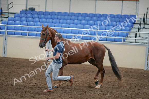 2020 - AB Morgan Horse - Sat, Sept 05 - 00258