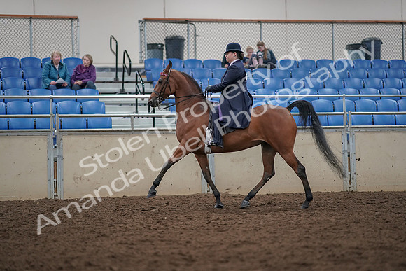 2019 Morgan Horse Show - Aug 30, 2019 - 28368