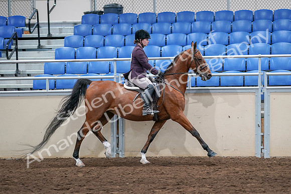 2020 - AB Morgan Horse - Sat, Sept 05 - 03231