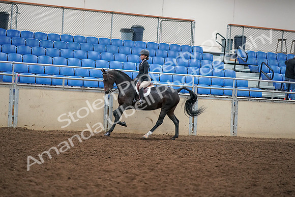 2019 Morgan Horse Show - Aug 30, 2019 - 12277