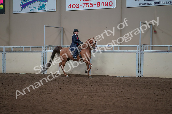 2019 Morgan Horse Show - Sept 01, 2019 - 12005