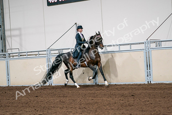 2020 - AB Morgan Horse - Sat, Sept 05 - 06391