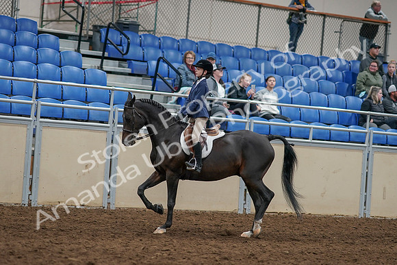2020 - AB Morgan Horse - Sun, Sept 06 - 07934