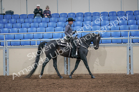 2020 - AB Morgan Horse - Fri, Sept 04 - 08480