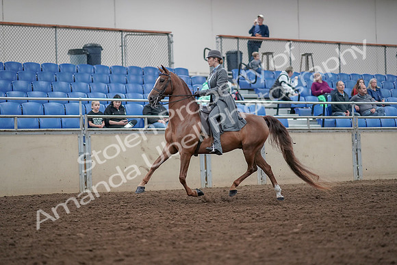 2019 Morgan Horse Show - Aug 30, 2019 - 15348