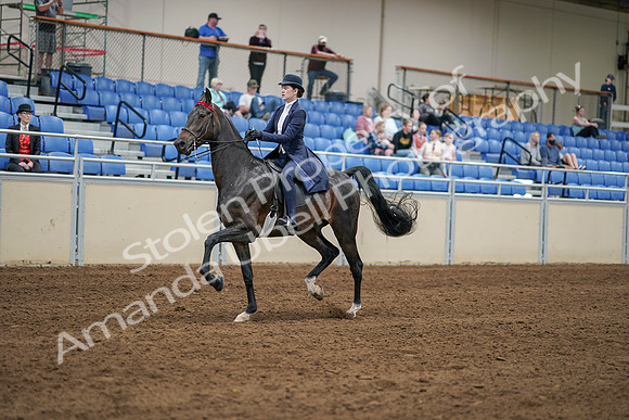 2020 - AB Morgan Horse - Sat, Sept 05 - 06266