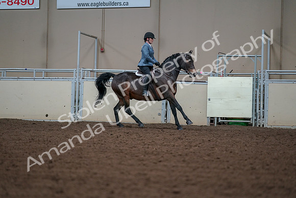 2019 Morgan Horse Show - Aug 30, 2019 - 18594
