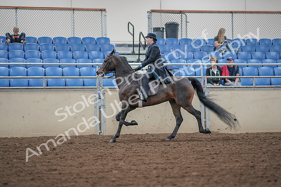 2019 Morgan Horse Show - Aug 30, 2019 - 15550