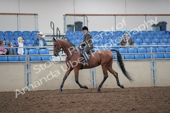 2019 Morgan Horse Show - Aug 31, 2019 - 15007