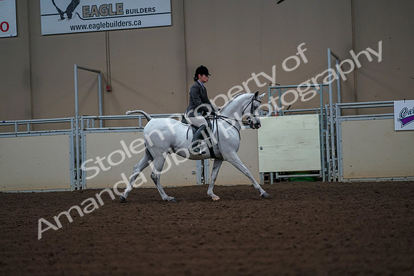 2019 Morgan Horse Show - Aug 30, 2019 - 17563