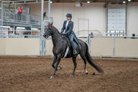 2020 - AB Morgan Horse - Sun, Sept 06 - 08286