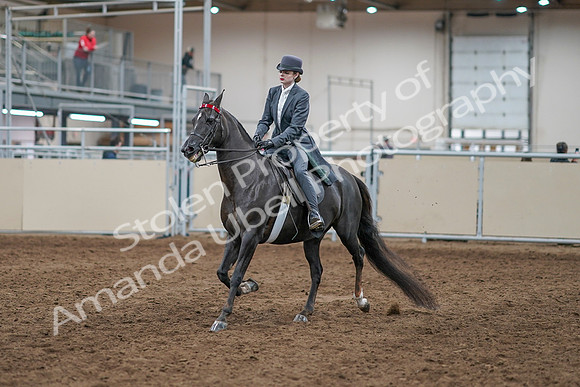 2020 - AB Morgan Horse - Sun, Sept 06 - 08286