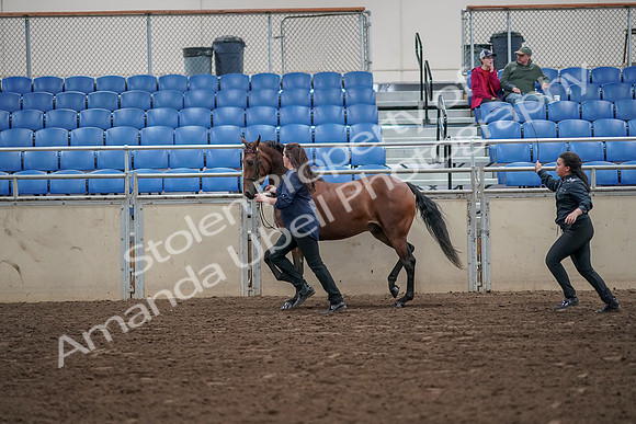 2019 Morgan Horse Show - Aug 31, 2019 - 01012