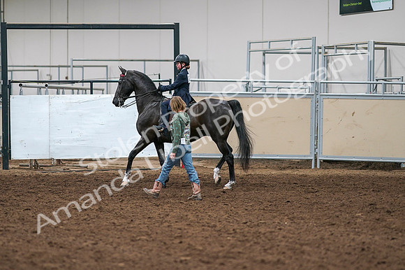 2020 - AB Morgan Horse - Fri, Sept 04 - 03275