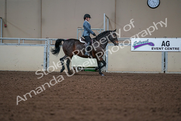 2019 Morgan Horse Show - Aug 30, 2019 - 18523
