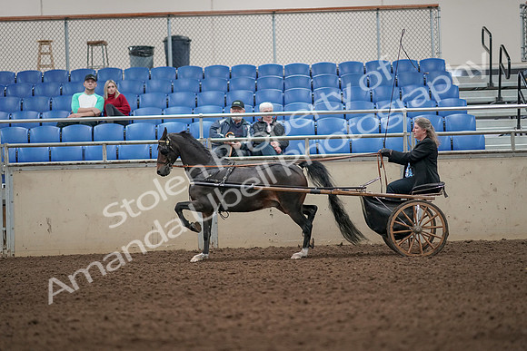 2019 Morgan Horse Show - Aug 31, 2019 - 04317