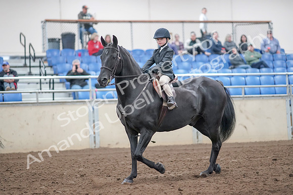 2019 Morgan Horse Show - Aug 31, 2019 - 19407