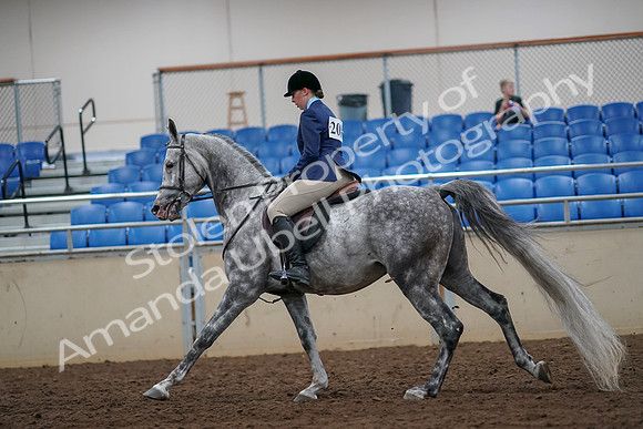 2019 Morgan Horse Show - Aug 30, 2019 - 16386