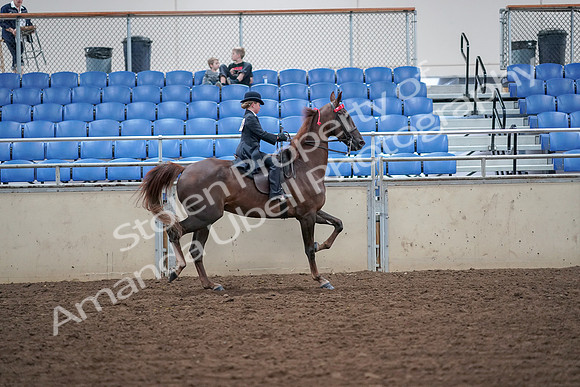 2019 Morgan Horse Show - Aug 30, 2019 - 18154