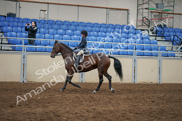 2020 - AB Morgan Horse - Sun, Sept 06 - 07851