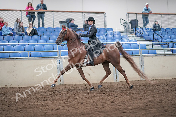 2019 Morgan Horse Show - Aug 31, 2019 - 21972