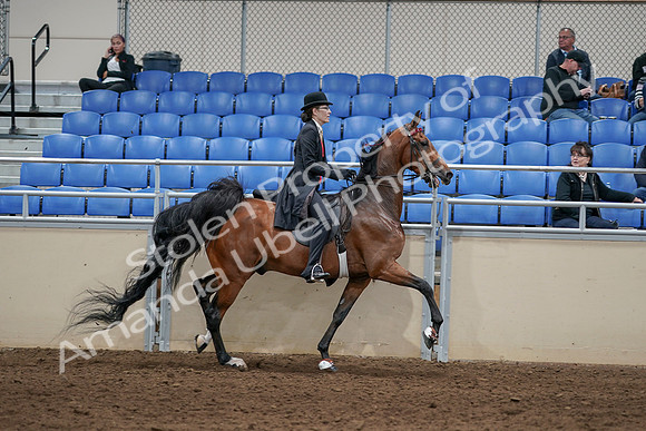 2020 - AB Morgan Horse - Sat, Sept 05 - 06771
