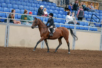 2020 - AB Morgan Horse - Sat, Sept 05 - 10613