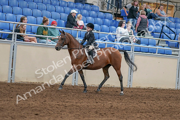 2020 - AB Morgan Horse - Sat, Sept 05 - 10613