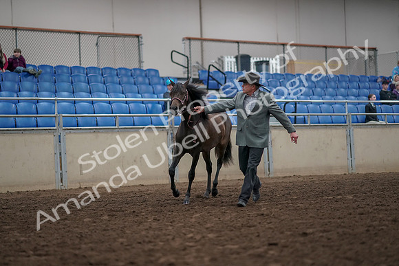 2019 Morgan Horse Show - Aug 31, 2019 - 02841