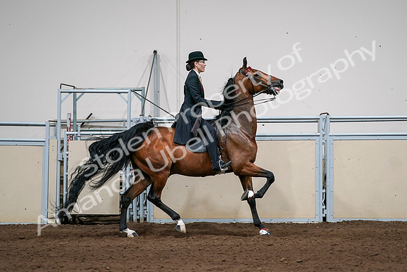 2020 - AB Morgan Horse - Sat, Sept 05 - 06850