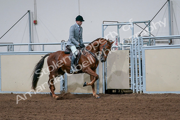 2020 - AB Morgan Horse - Fri, Sept 04 - 01783
