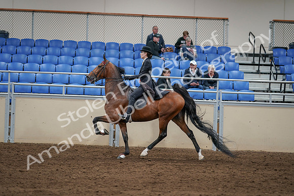 2020 - AB Morgan Horse - Sat, Sept 05 - 06751