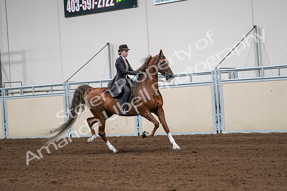 2020 - AB Morgan Horse - Sat, Sept 05 - 06445