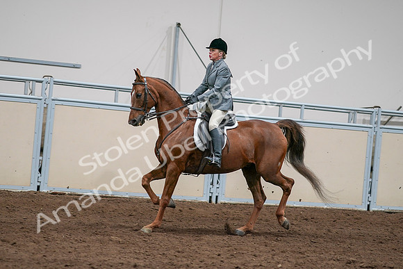2020 - AB Morgan Horse - Sat, Sept 05 - 03072