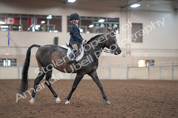 2019 Morgan Horse Show - Aug 31, 2019 - 19572