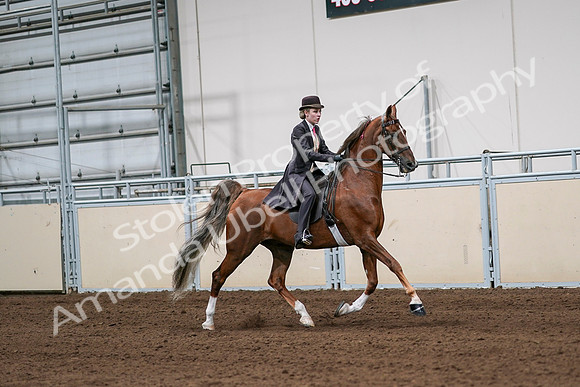 2020 - AB Morgan Horse - Sat, Sept 05 - 06437