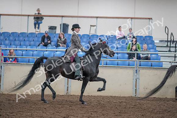 2019 Morgan Horse Show - Aug 31, 2019 - 09662