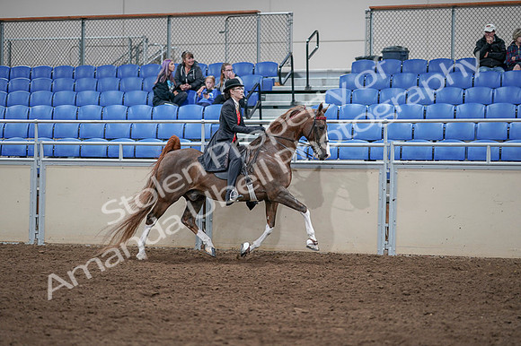 2020 - AB Morgan Horse - Fri, Sept 04 - 09870