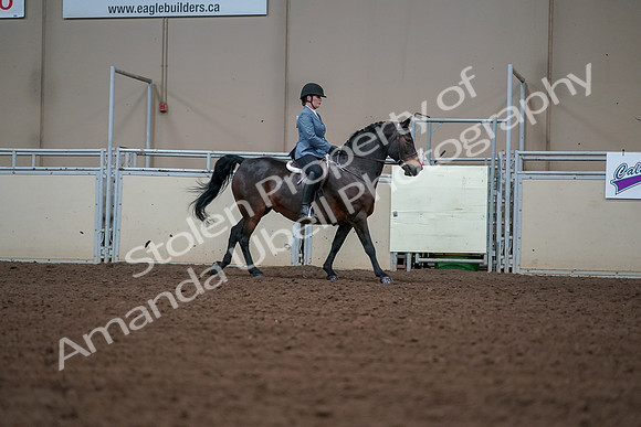 2019 Morgan Horse Show - Aug 30, 2019 - 18597