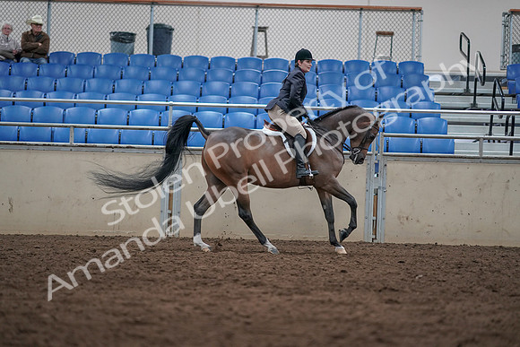 2019 Morgan Horse Show - Sept 01, 2019 - 08811