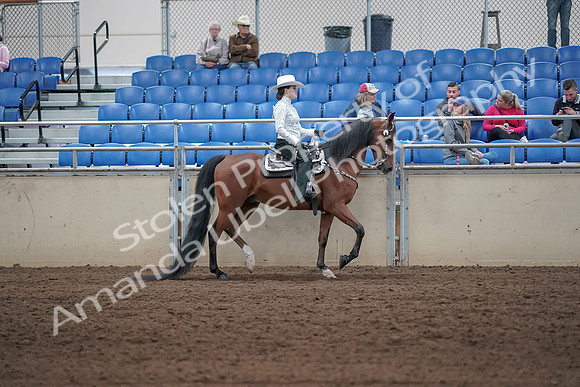 2019 Morgan Horse Show - Sept 01, 2019 - 07130